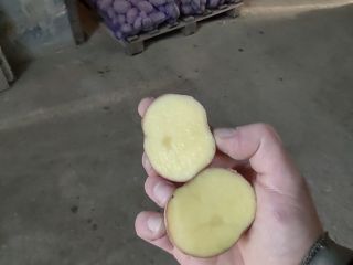 Vendo patatas rojas bellarosa, cal.45+ Patatas sanas sin costra