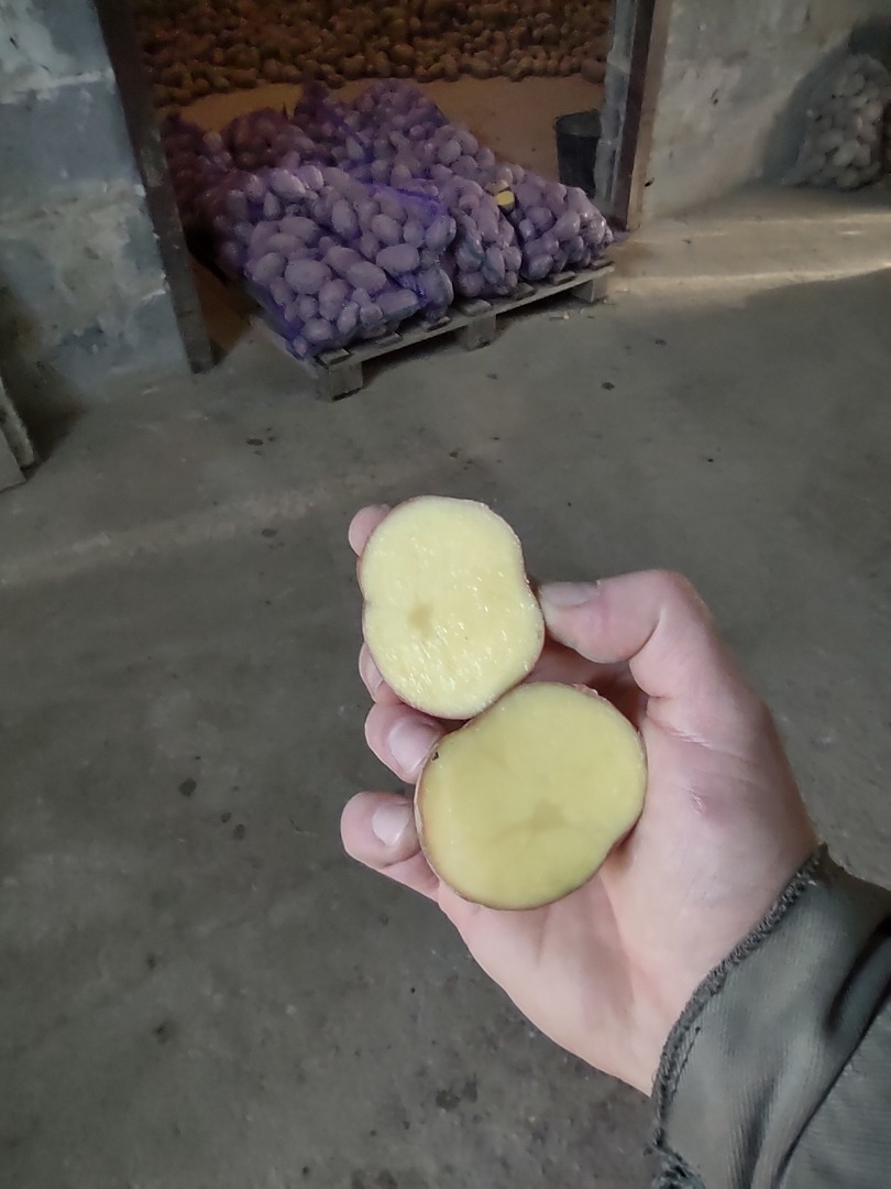 Vendo patatas rojas bellarosa, cal.45+ Patatas sanas sin costra ni gusano de alambre Envasado en bolsa de 15kg, atado Precio a mayorista Posibilidad de