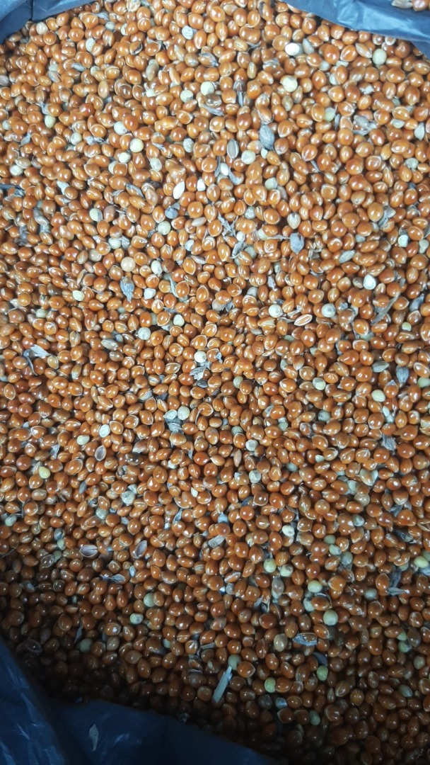 Buen día ofrezco 435€ por mijo rojo 350t 375€ por mijo amarillo 200t 320€ por sorgo rojo 500t Se habla de envío a toda Europa