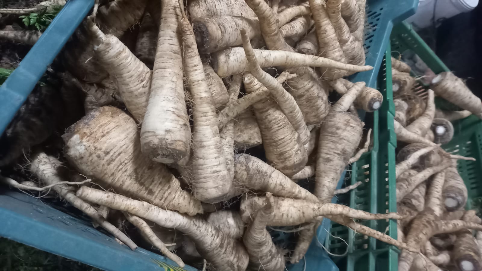 Venderé perejil recién cortado
