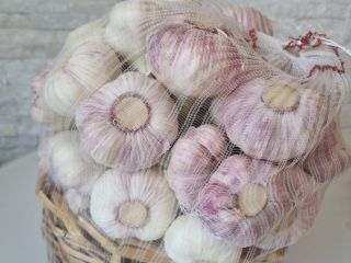 Vendo ajo egipcio con tallo de 20 cm en