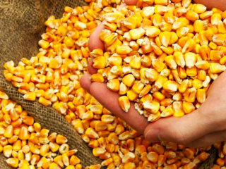 Maíz. País de origen: Ucrania; No GMO; Humedad: no