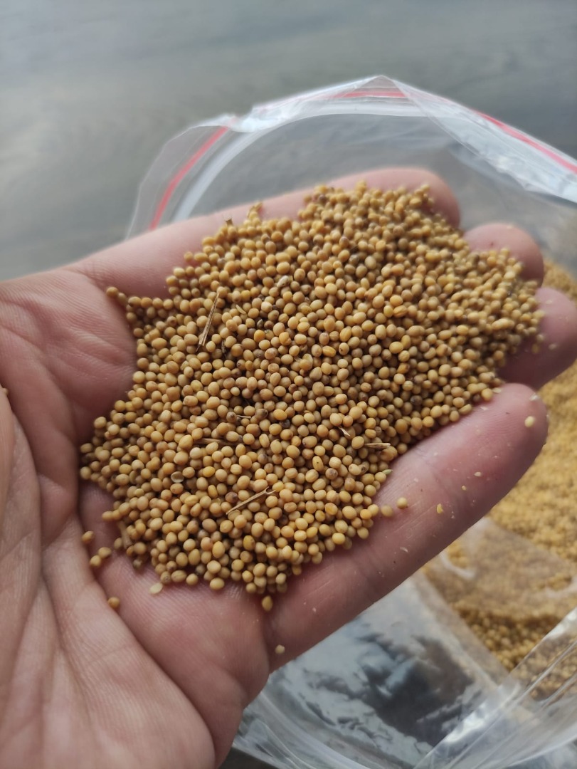 Hola, mostaza amarilla a la venta, cantidades de paletas