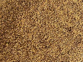 Vendo mostaza amarilla, de grano grueso. Humedad máxima 9%,