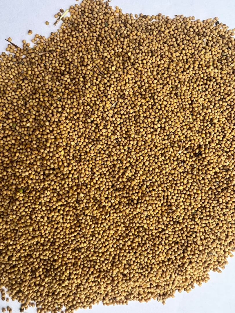 Vendo mostaza amarilla, de grano grueso