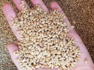 La empresa exportadora suministrará cereales y oleaginosas en cualquier