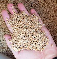 La empresa exportadora suministrará cereales y oleaginosas en cualquier condición (FOB, CIF, DDP)