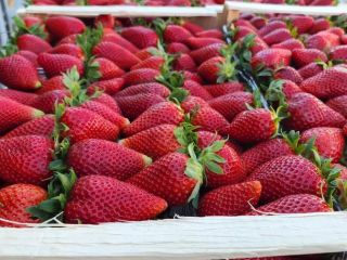 Fresas de primera calidad de Albania listas para exportar.
