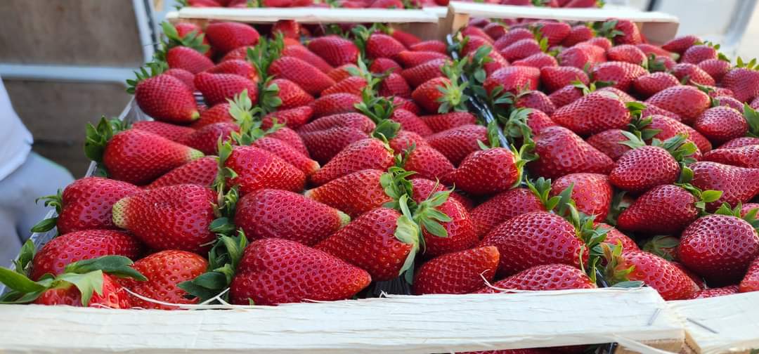 Fresas de primera calidad de Albania listas para exportar