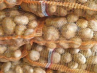 Vendo papas comestibles variedad Vineta Envasadas en sacos de