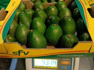 Vendo aguacates Fuerte, importados de Kenia, calibre 18-22. Precio