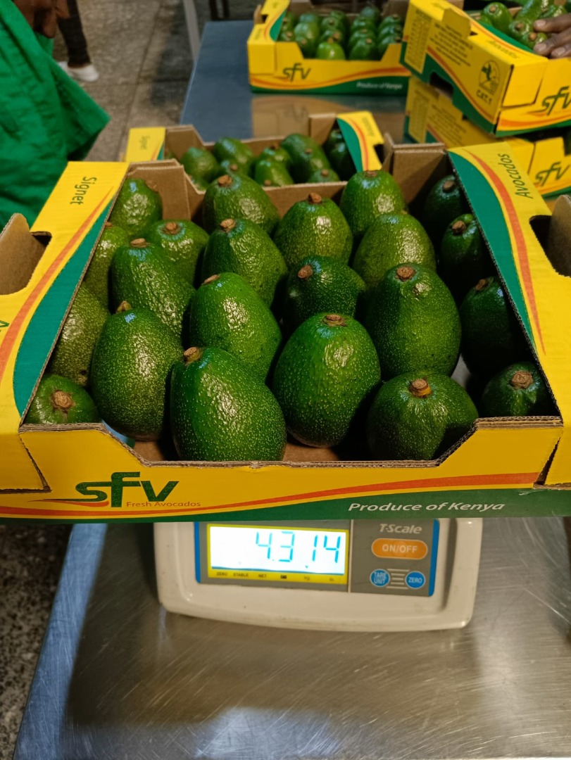 Vendo aguacates Fuerte, importados de Kenia, calibre 18-22