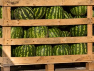 Mejor sandía Origen Grecia Variedad Botana. contacto