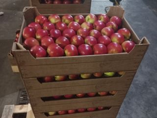 Ofrecemos a la venta manzanas: Idared, Jonaprince, Golden, Gala,