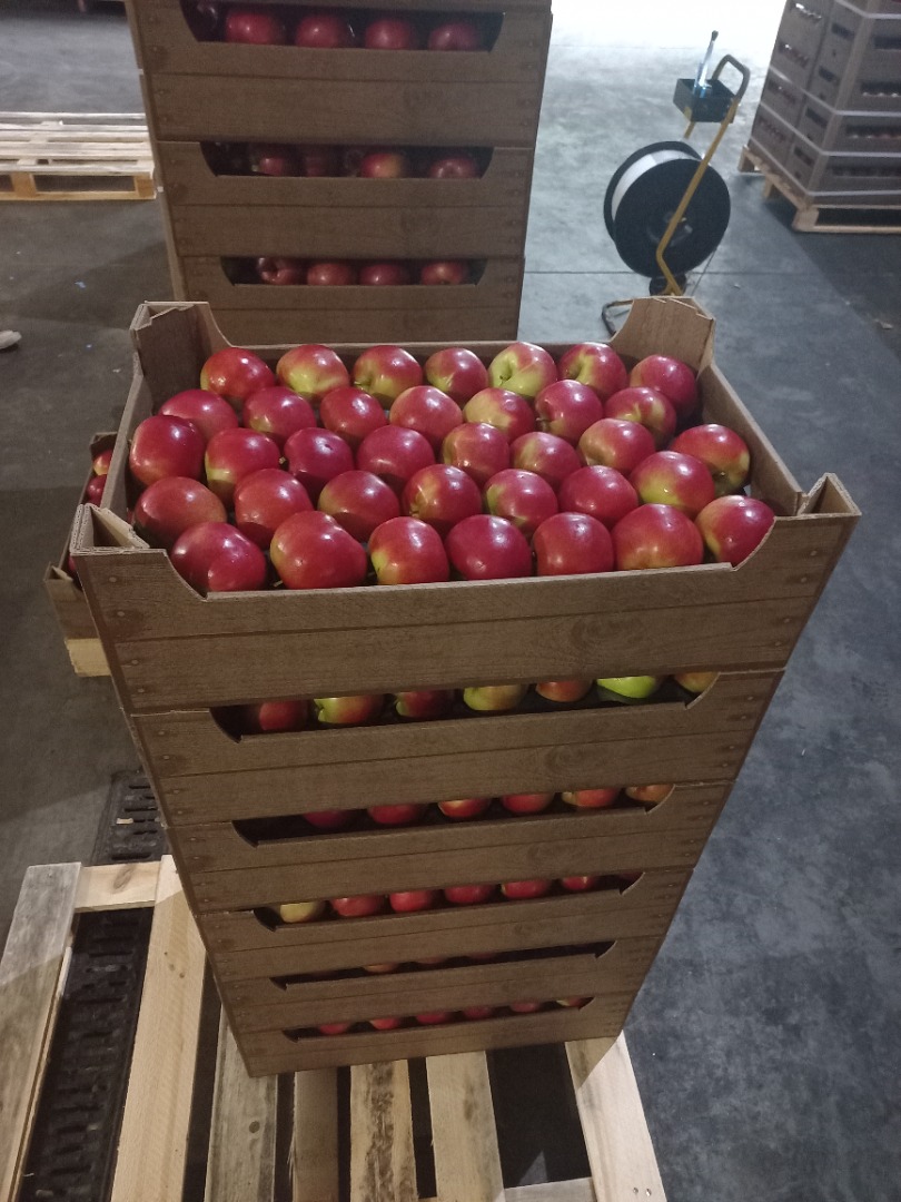 Ofrecemos a la venta manzanas: Idared, Jonaprince, Golden, Gala, Red Chif y otras variedades en calidad de exportación, en cantidades por camión