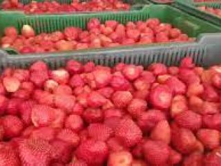Buen día. El gerente de ZED (representante) de Berry