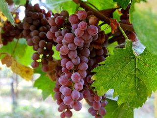 Somos un proveedor y productor de uva fresca de