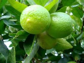 El limón es un cítrico muy popular en todo