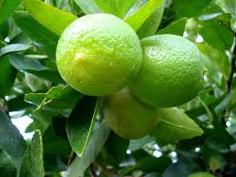 El limón es un cítrico muy popular en todo el mundo, caracterizado por una piel amarilla y una pulpa ácida y jugosa, que se utiliza como ingrediente en muchas
