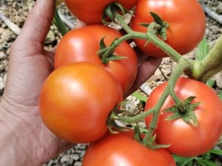 Tomates (rojos, rosados, cherry, negros) de alta calidad de