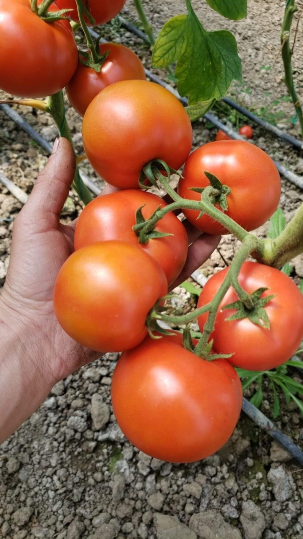 Tomates (rojos, rosados, cherry, negros) de alta calidad de Albania listos para exportar