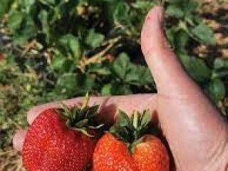 La empresa dedicada al cultivo de fresas está dispuesta