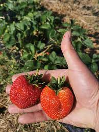 La empresa dedicada al cultivo de fresas está dispuesta a cooperar en condiciones favorables