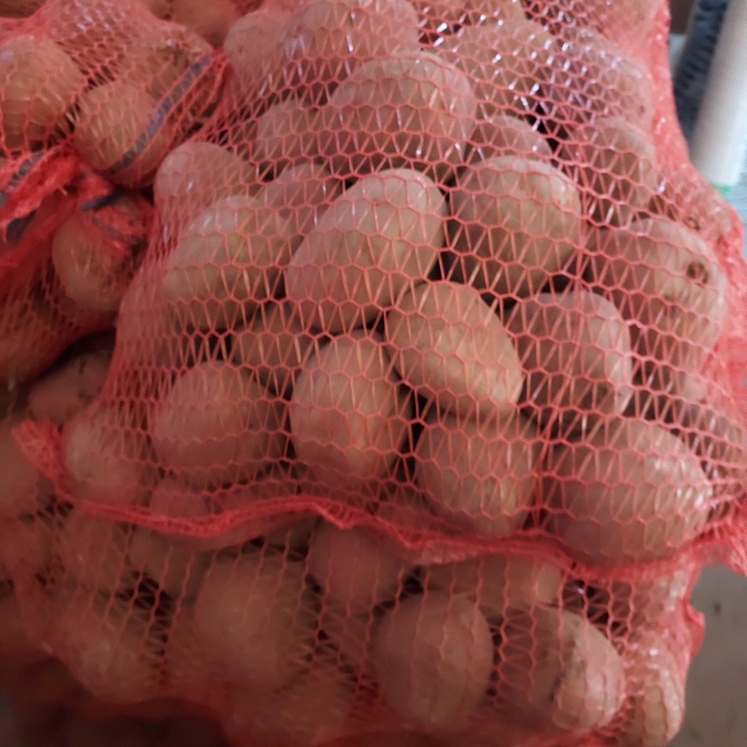 Vendo linda papa fresca dura comestible, empacada en sacos de 15 kg, lista para ser recogida de inmediato, variedad Bellarosa con sacos y 38 lorda