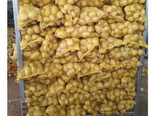 Patatas frescas al por mayor de todos los tamaños