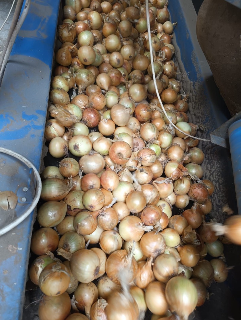Cebollas amarillas, rojas y rosadas exportación al por mayor en grandes cantidades Cebollas amarillas, rojas, rosadas Embalaje neto cosido 15,20 kg o big beg 1