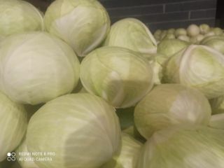 Exportación de col blanca y otras hortalizas en grandes