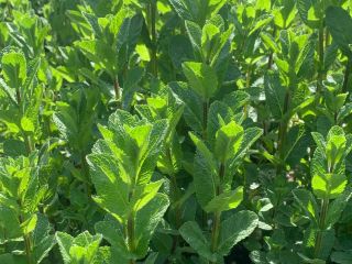 Menta fresca holandesa de la mejor calidad, BIO. ¡Tengo