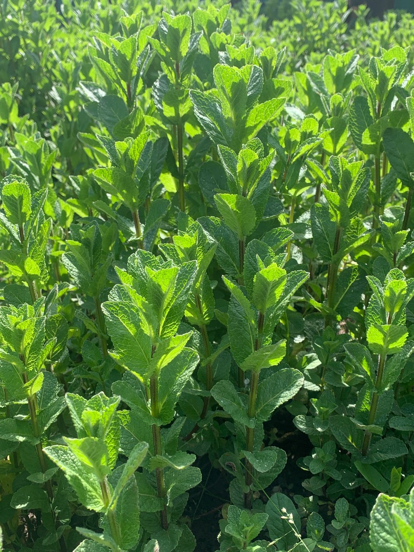 Menta fresca holandesa de la mejor calidad, BIO