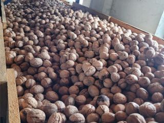 FRUTOS SECOS ORGÁNICOS OBTENIDOS EN LA HUERTA, CERTIFICADOS ECOLÓGICAMENTE