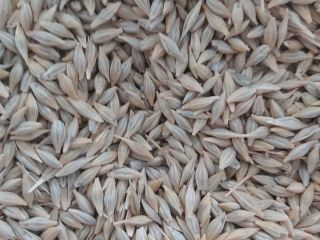 Se encuentran disponibles unas 250 toneladas de cebada de