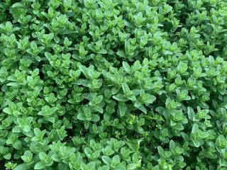 Vendo menta holandesa fresca de la mejor calidad, el