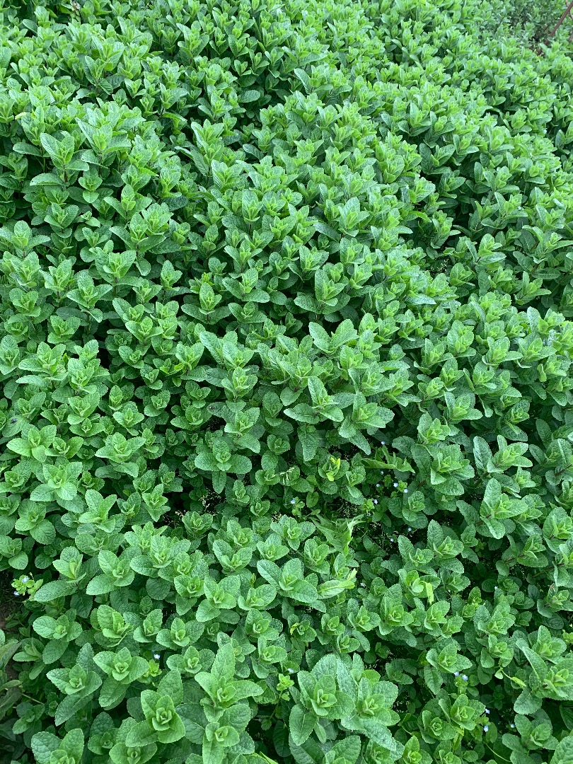 Vendo menta holandesa fresca de la mejor calidad, el precio varía según la cantidad deseada