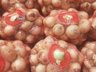 Venderé cebollas tiernas (Uzbekistán). Sin daños ni insectos. Cebolla