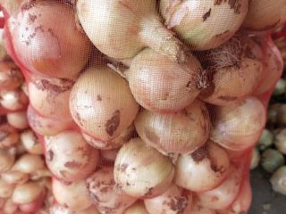 Venderé cebollas tiernas de Uzbekistán. Directamente del productor al