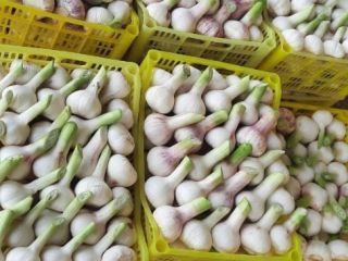Venderé ajo de Uzbekistán. Directamente del productor al destinatario.