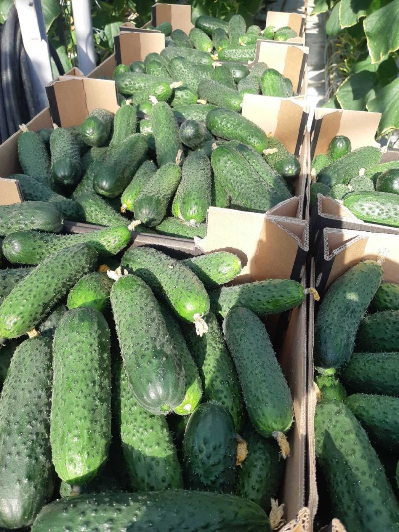 Venderé pepinos de invernadero (puntiagudos, lisos), tomates (ciruela, redondo, frambuesa)