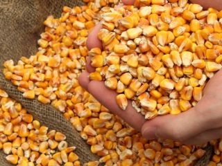 La empresa ofrece maíz para la exportación. Precio: 165