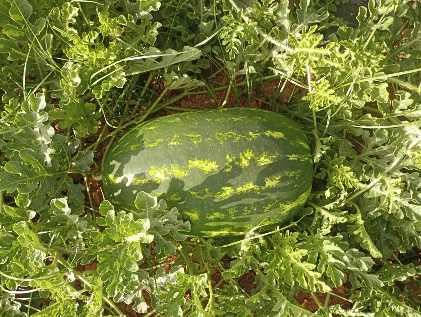 Sandías de Marruecos en especial Zagora, 100% calibre, 8-15 kg, muy buen sabor con la máxima calidad garantizada