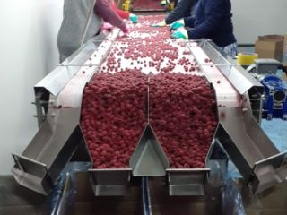 Frambuesas congeladas Willamette Calidad 90/10 (también puede ser 95/5)