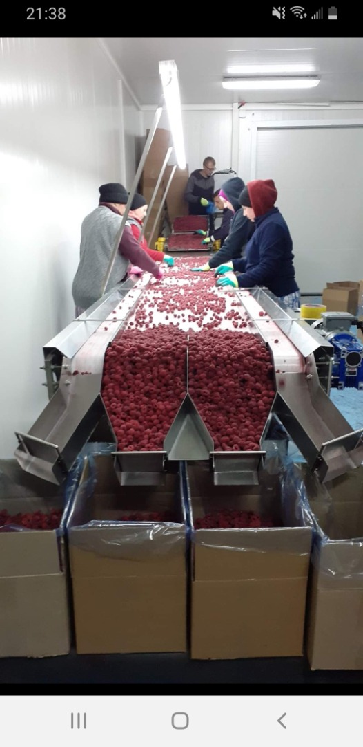 Frambuesas congeladas Willamette Calidad 90/10 (también puede ser 95/5) Envase 1/10kg (también puede ser 4x2,5kg) kraft