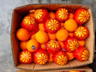 Le ofrecemos jugosas naranjas de Valencia directamente de Egipto