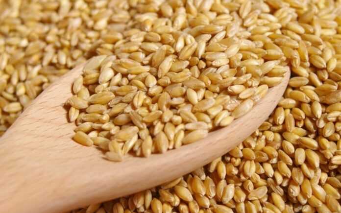 Hay compra de Trigo todo el año, invito a productores y agentes para cooperación permanente., pago seguro y rápido