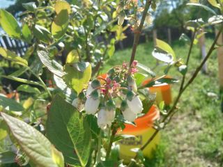 Tenemos grosellas blancas..rojas....arandanos xxl...Moras grandes...Agris......
