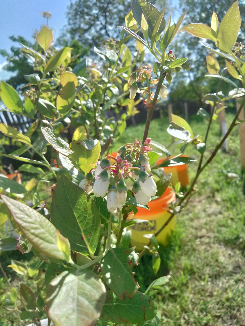 Tenemos grosellas blancas..rojas....arandanos xxl...Moras grandes...Agris.....