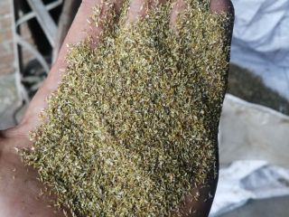 Hola, tengo para ofrecer manzanilla común (crush) en la